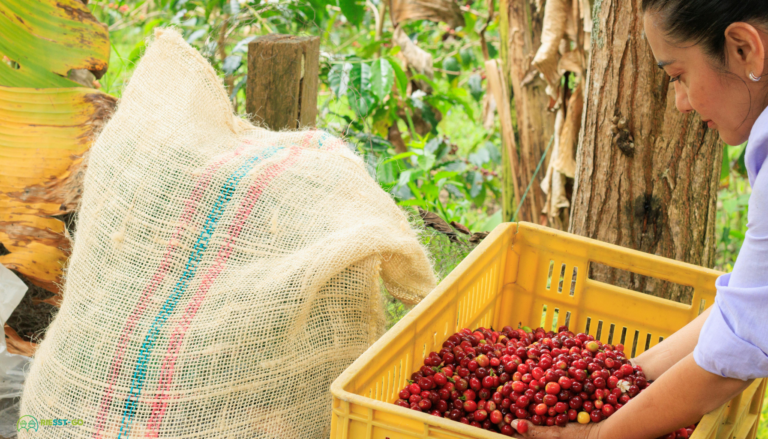 Seguridad y Salud en el Trabajo (SST) en Armenia: Cumplimiento y Gestión Empresarial